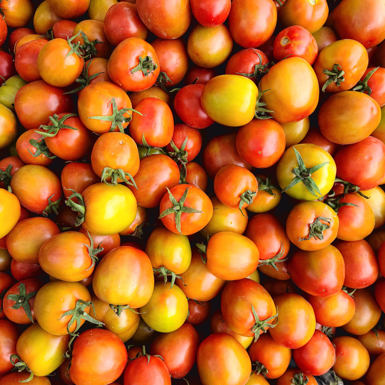 Desi Tomato (Desi Tamatar)