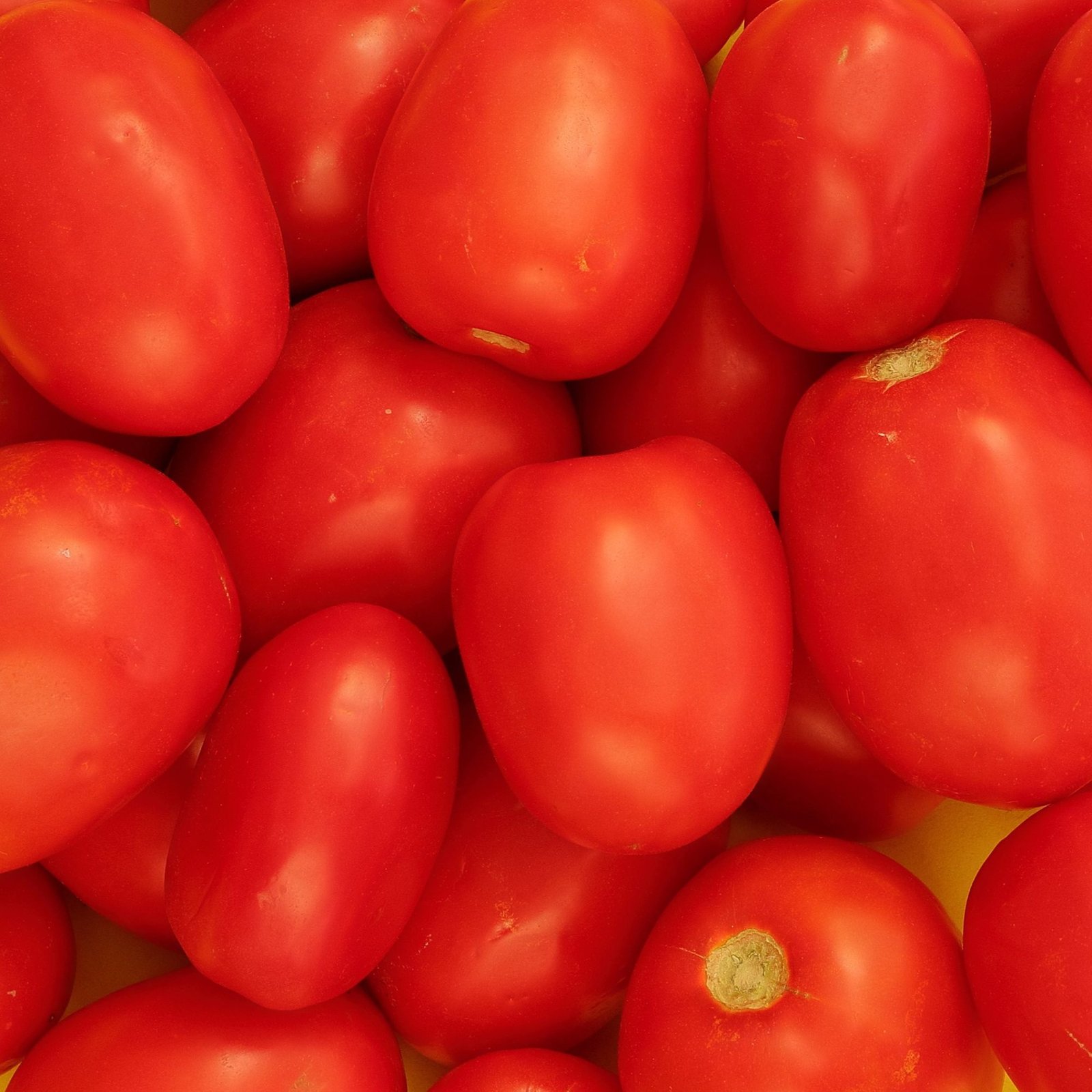 Tomato (Hybrid Tamatar)