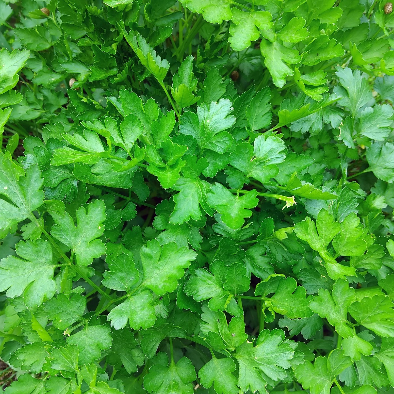 Coriander Leaves (Dhaniya)