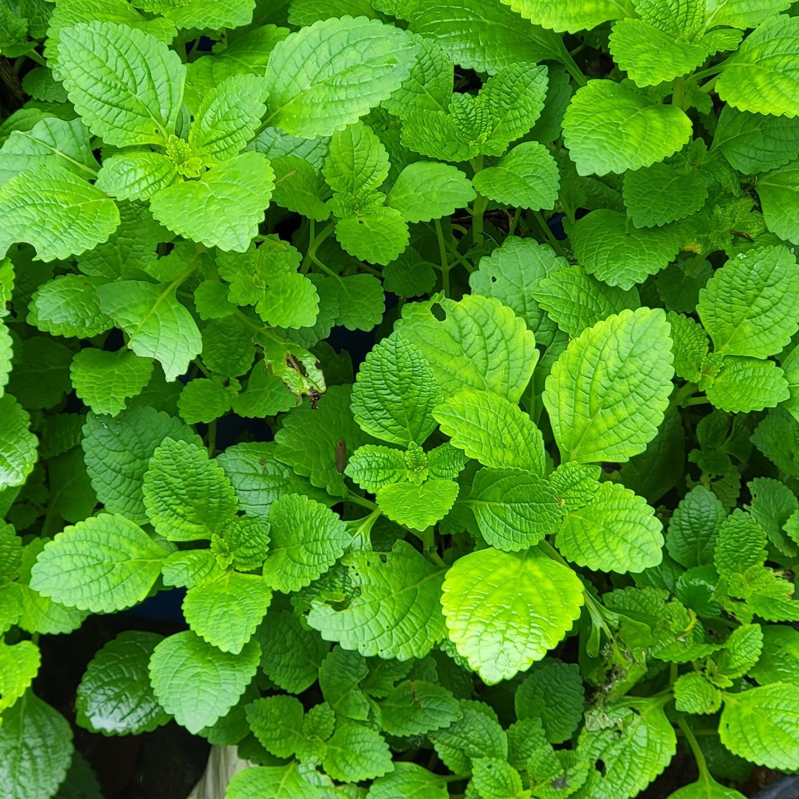 Mint Leaves (Pudina)