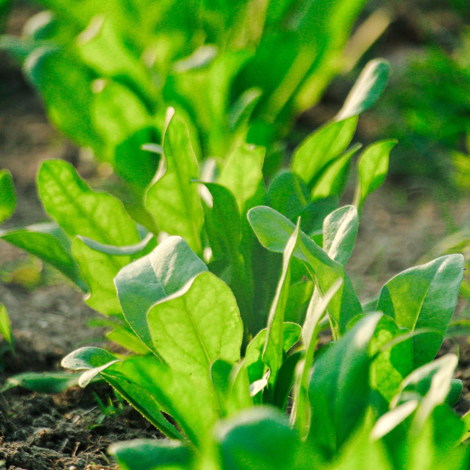 Spinach Leaves (Palak)