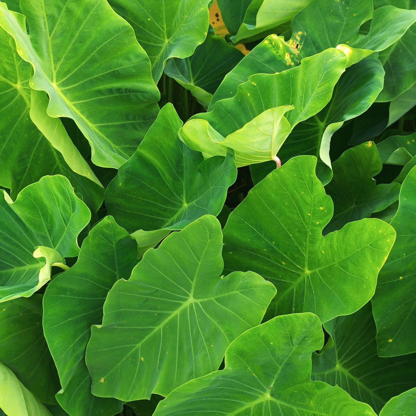 Colocasia Leaves (Arbi Leaves)