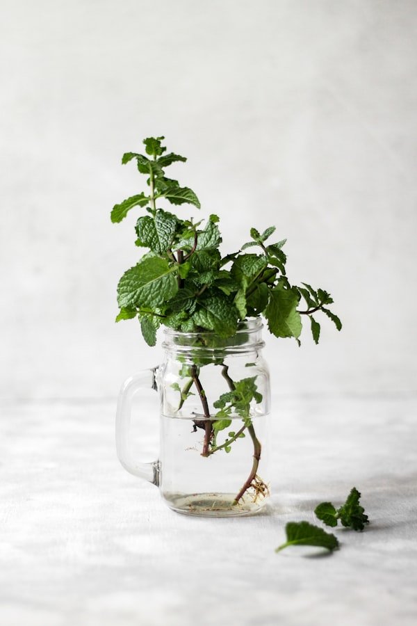 Mint (Pudina)